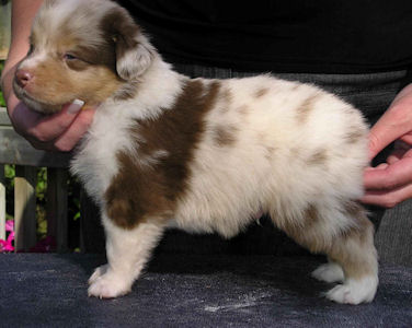 Red Merle male #1, standing.